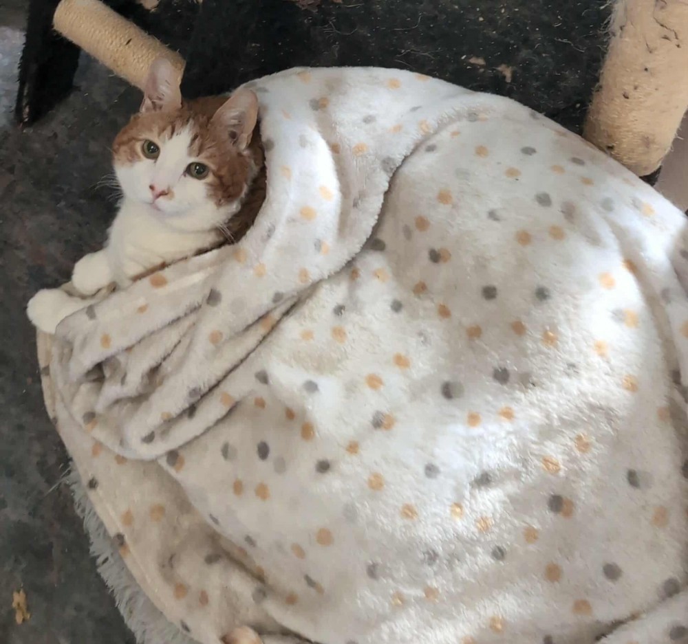 Cashew Minou MacDonald