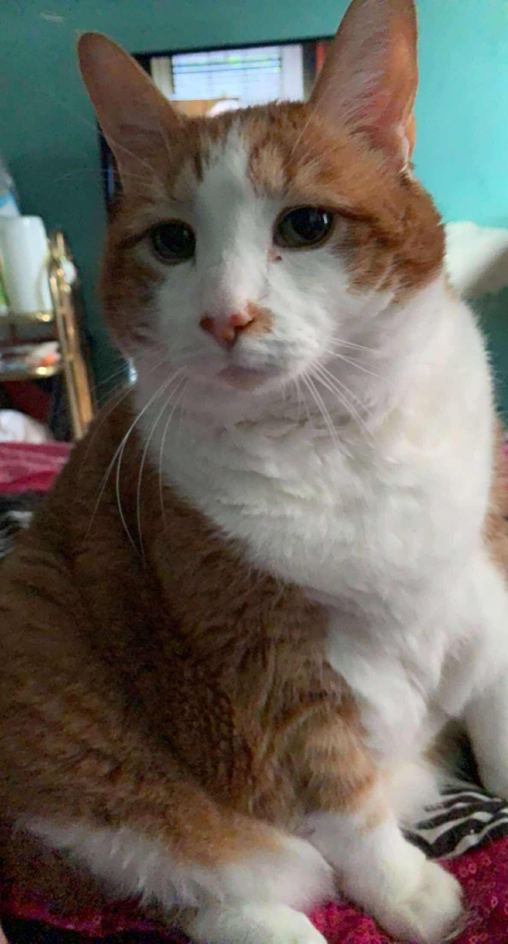 Cashew Minou MacDonald