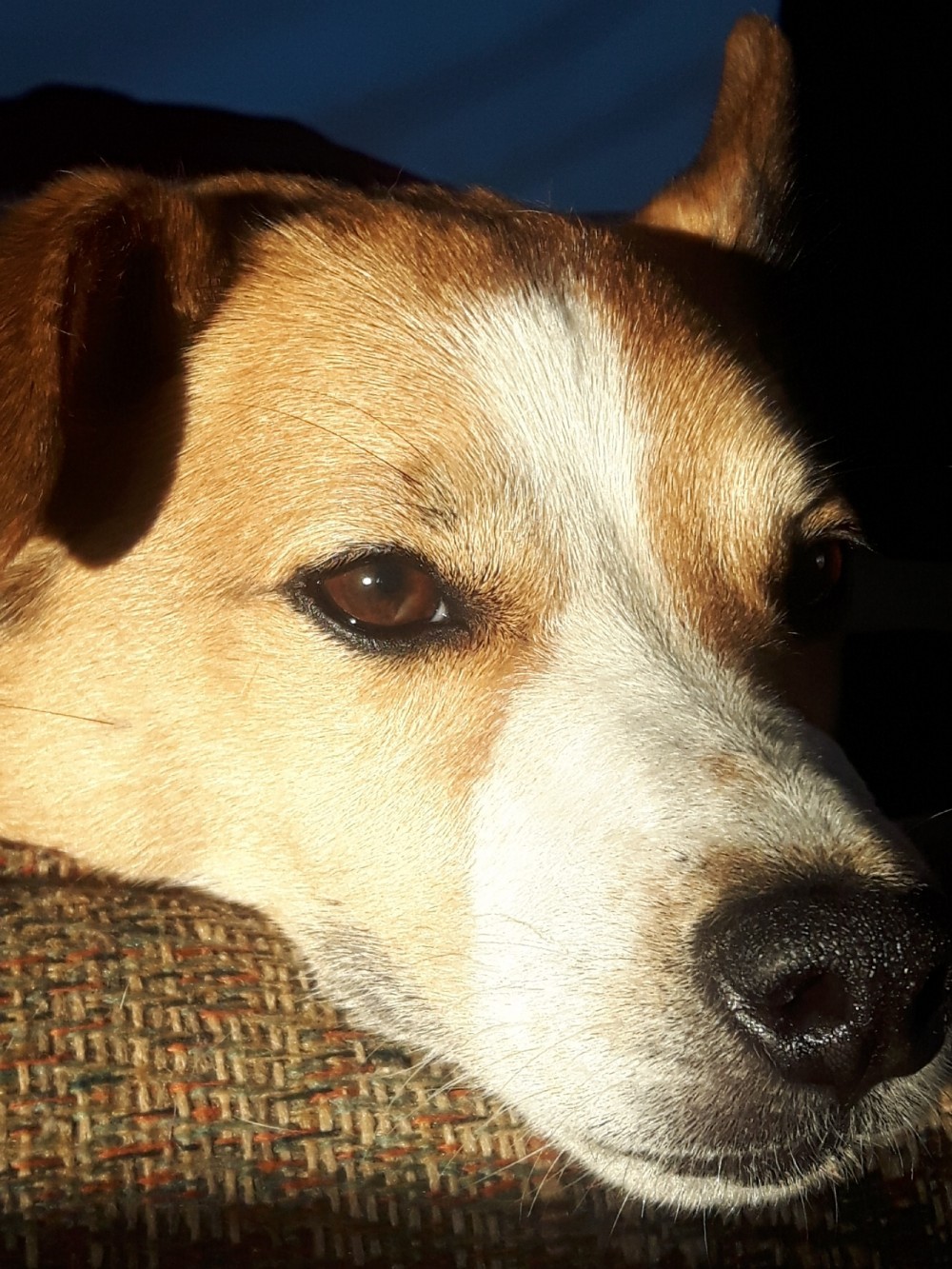 Buster
