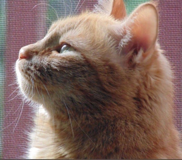 Ferdie Birdie