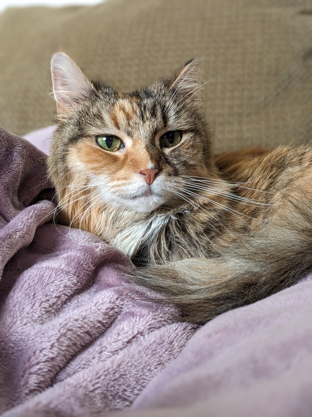 Rayla
