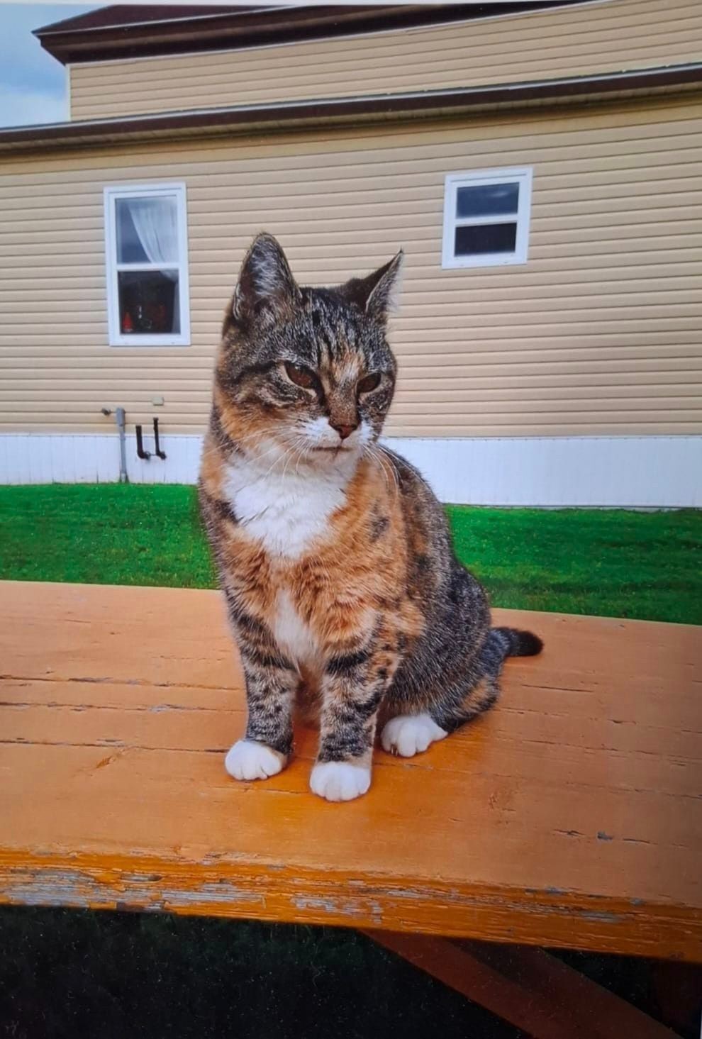 Tabby