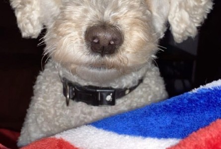 Diesel