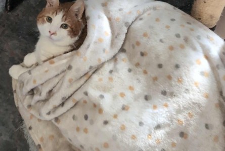 Cashew Minou MacDonald