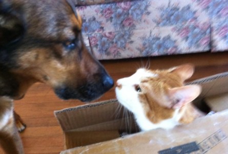 Cashew Minou MacDonald