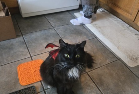 Nandor the Relentless