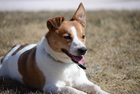 Buster