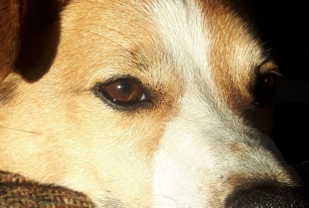 Buster