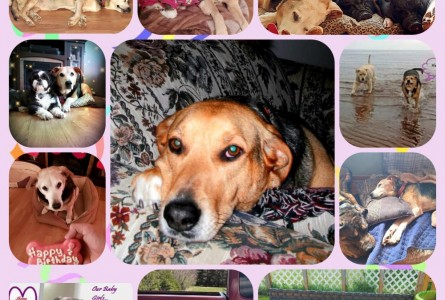 Sheena